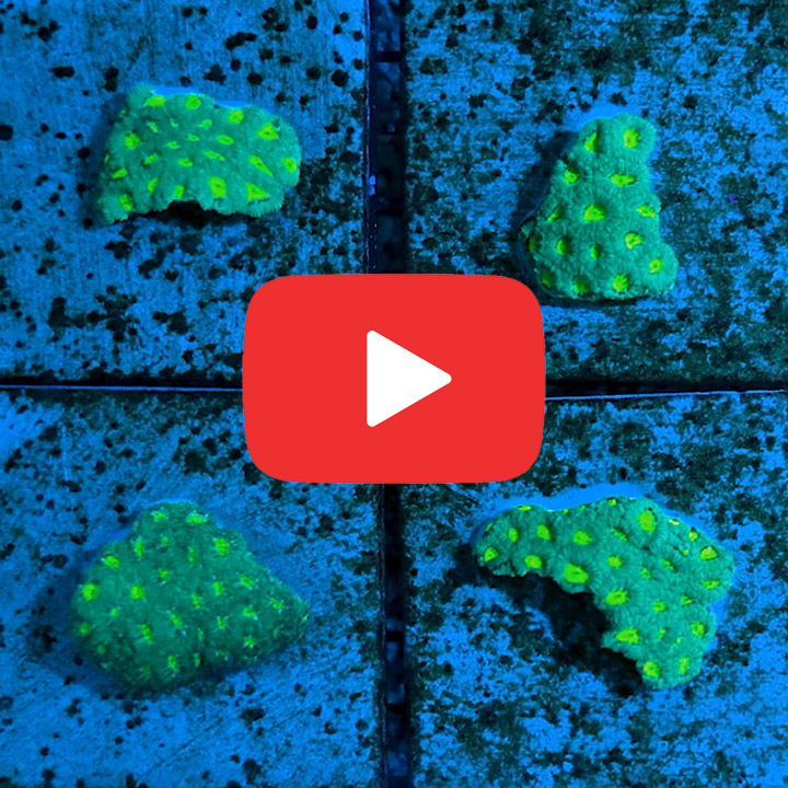 ECC Glowing Grove Micromussa Frag