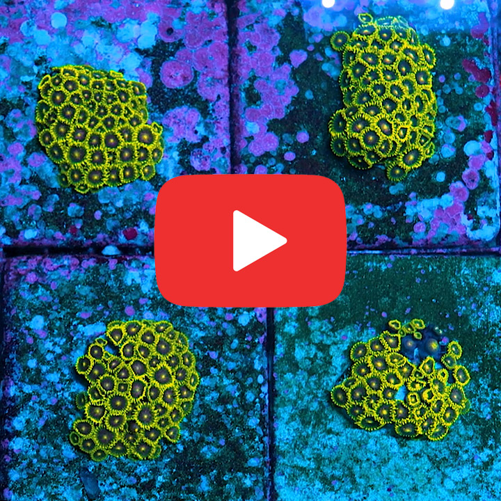 ECC Starfighter Zoanthid Frag (4+ Polyp Average)