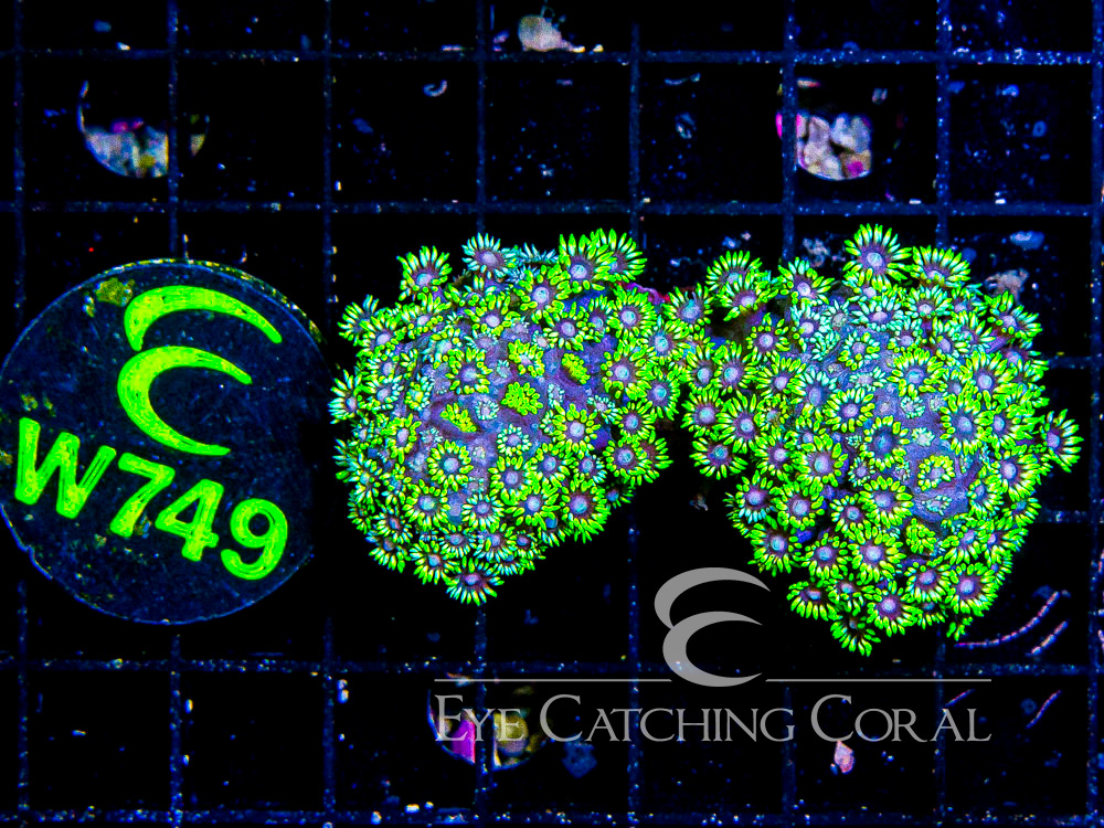 Indo Goniopora M - Disc W749
