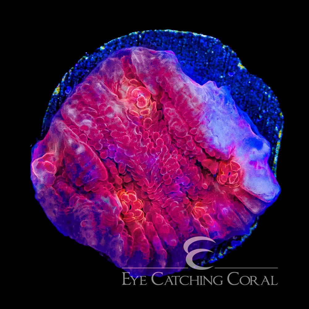ECC Fireball Chalice Frag