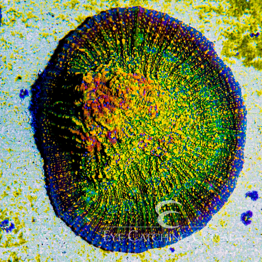 ECC Sunstone Chalice Frag
