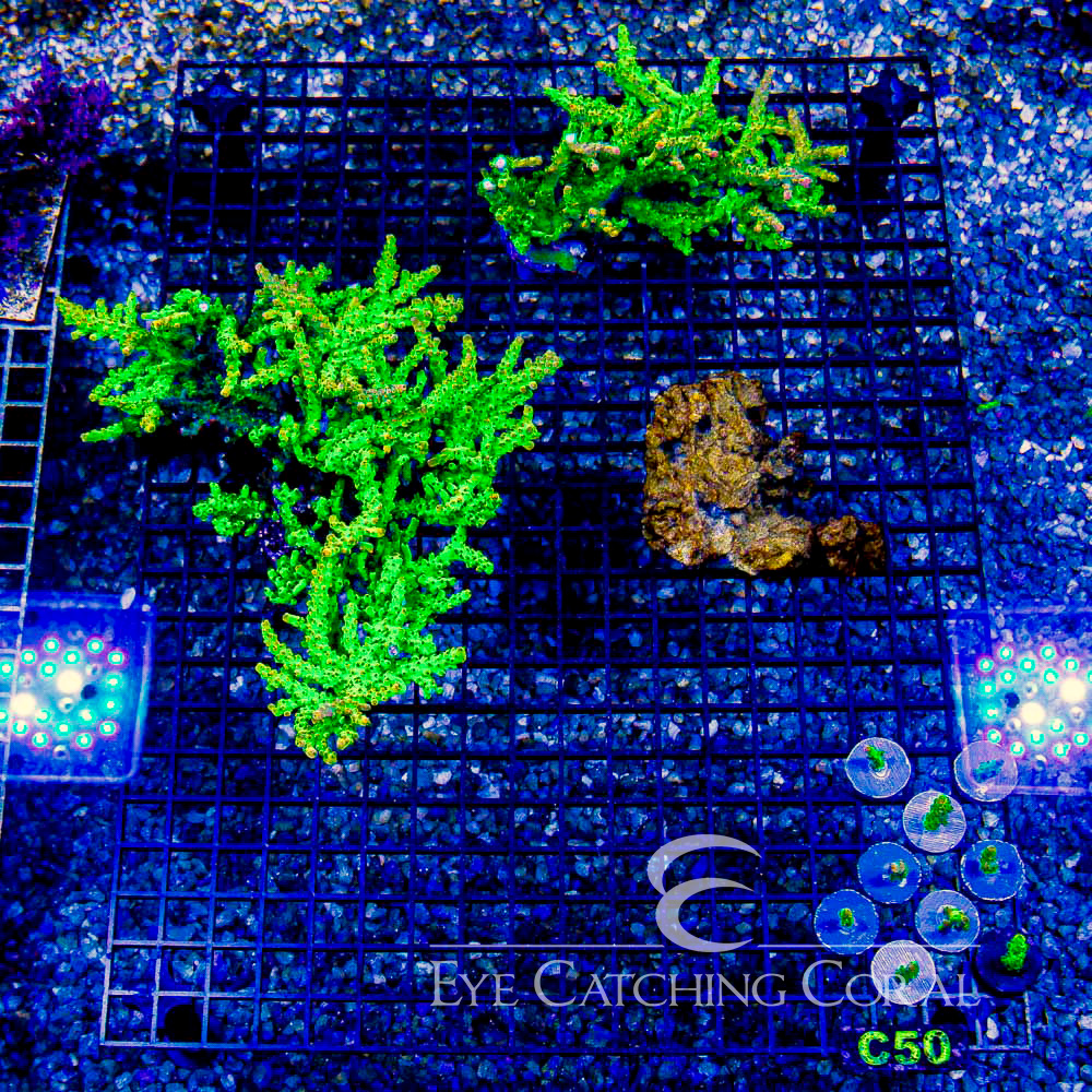 ECC Pinky Bear Acropora Frag
