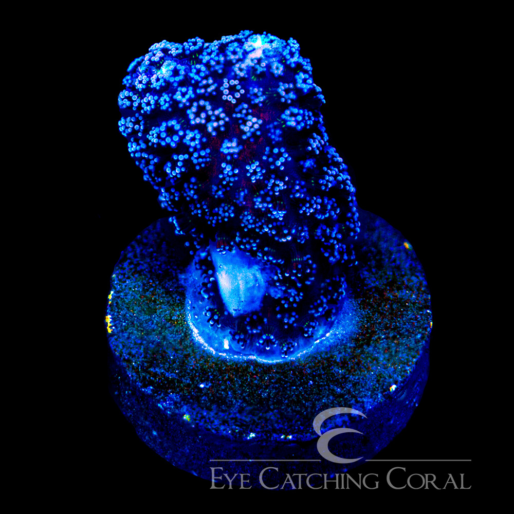 ECC Blue Dream Stylophora Frag