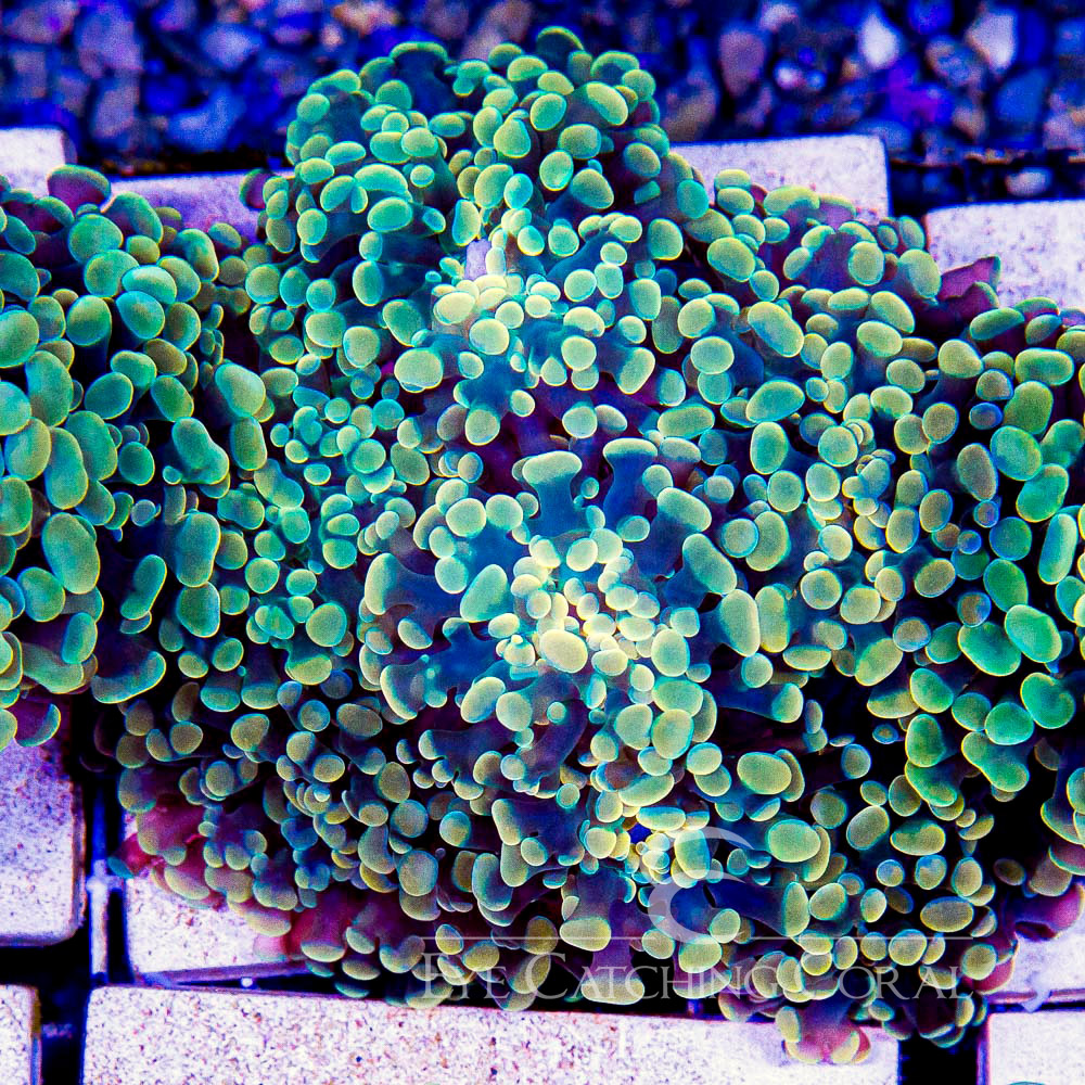 ECC Dandelion Hammer Frag