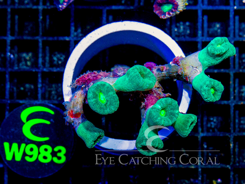 Aussie Green Candy Cane M - Disc W983