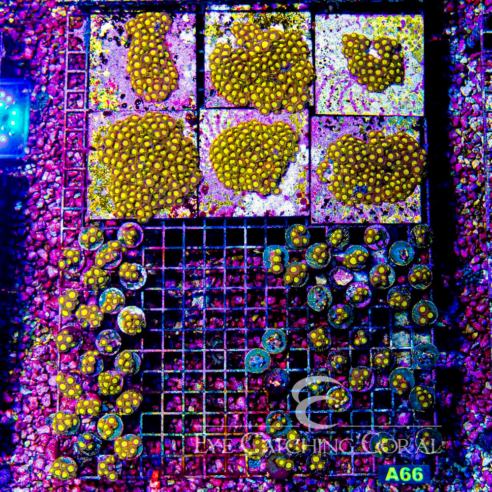 ECC King Midas Zoanthid Frag (4+ Polyp Average)