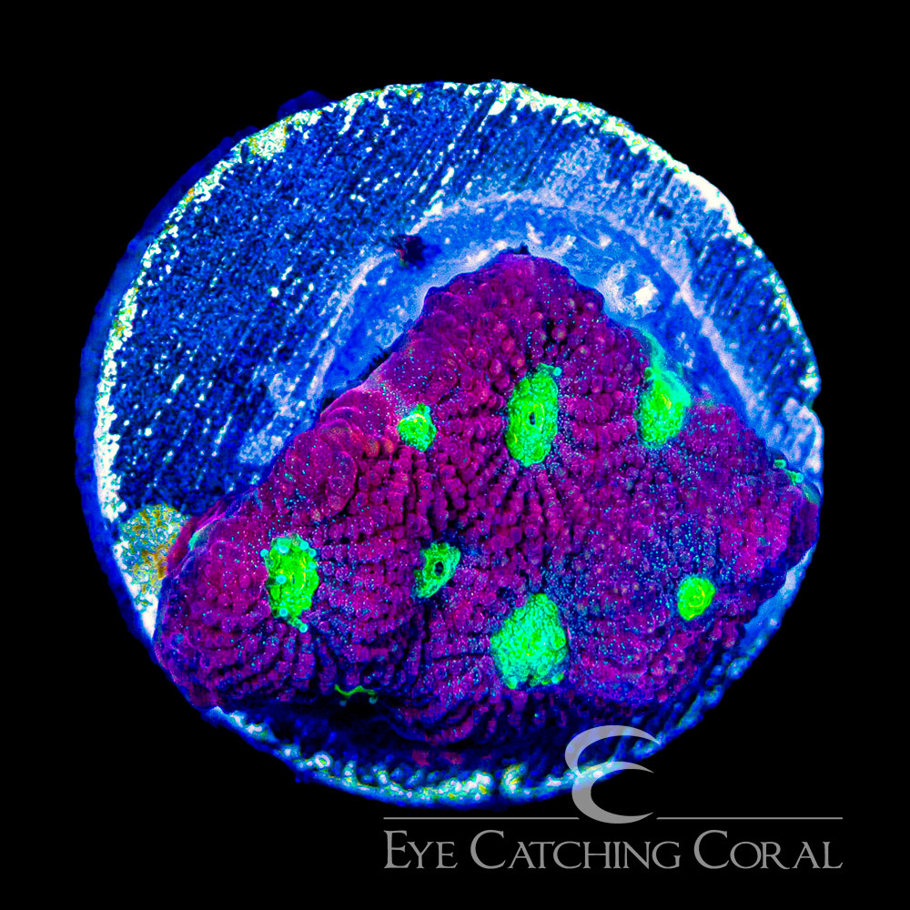 ECC Flame Crest Favia Frag