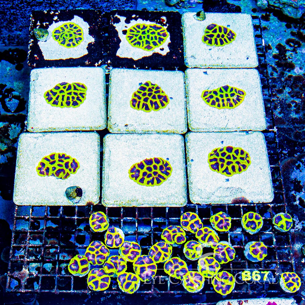 ECC Wolverine Favia Frag