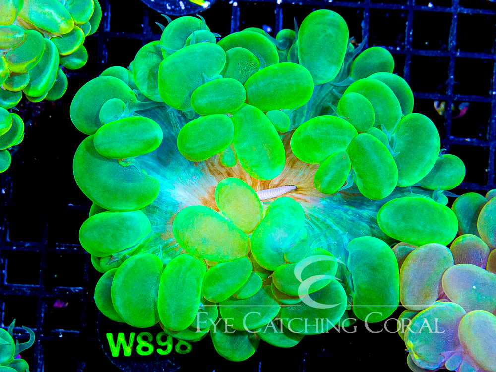 Indo Bubble Coral Green M- Disc w898