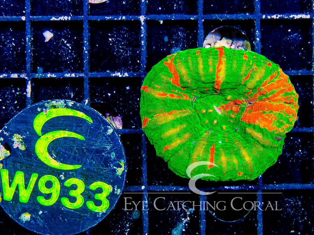 Aussie Scoly Bleeding Apple S - Disc W933