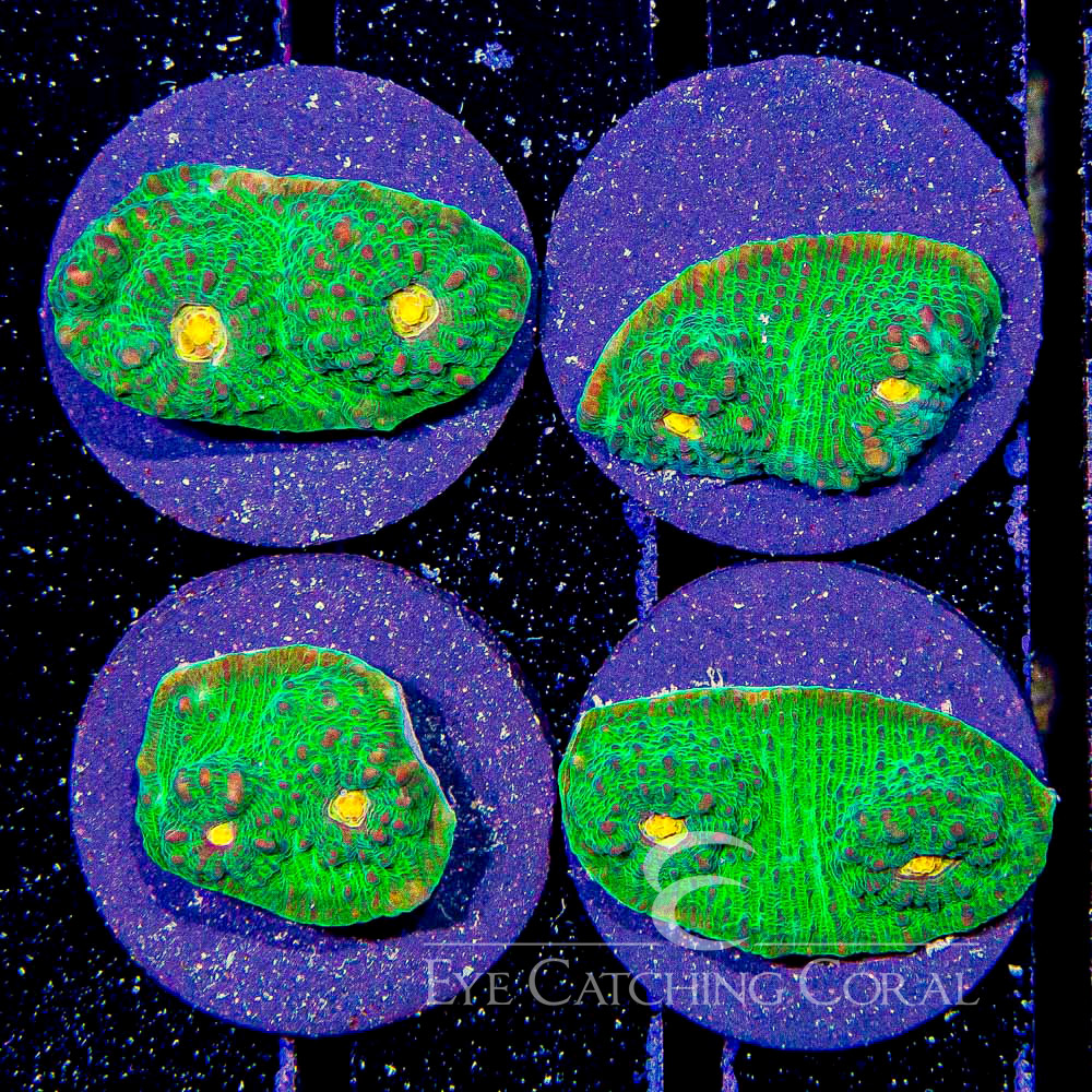 Premium & Signature Frags | ECC Frags | Eye Catching Coral