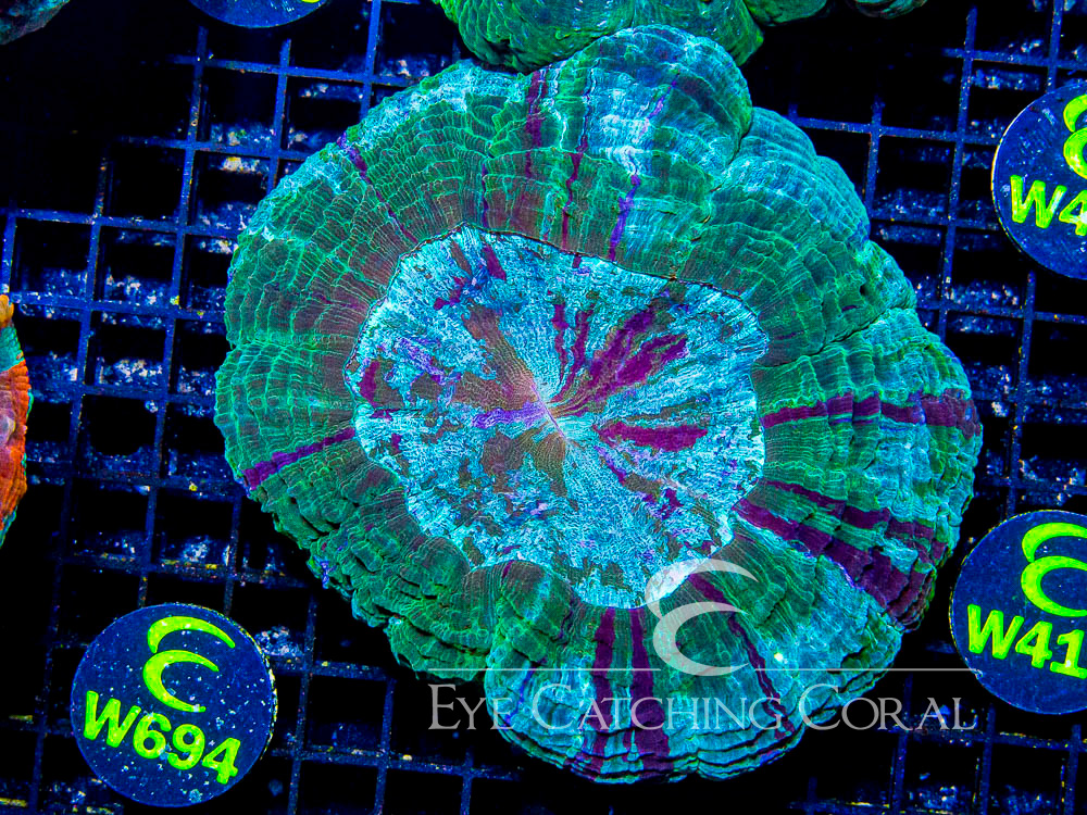 Indo Acanthophyllia Show - Disc W694