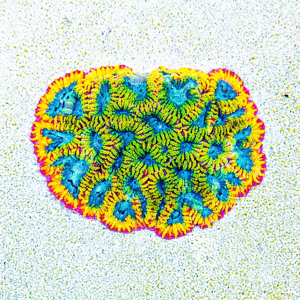ECC Electric Daisy Favia Frag
