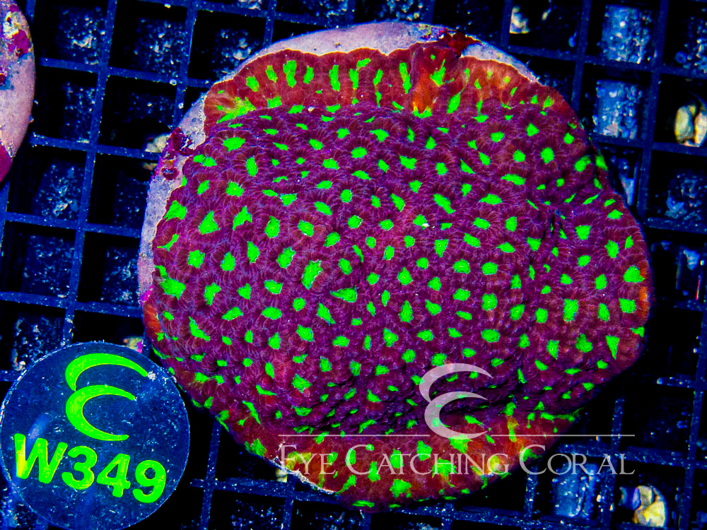 Indo Favia Ultra Hand Picked S- Disc w349
