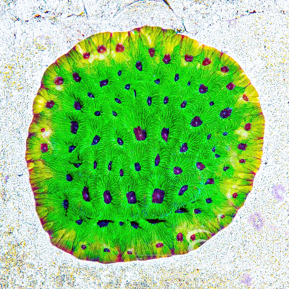 Purple Passion Favia Frag