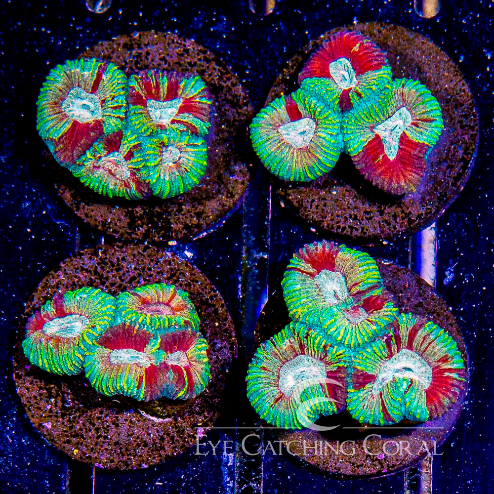ECC Painted World Favia Frag