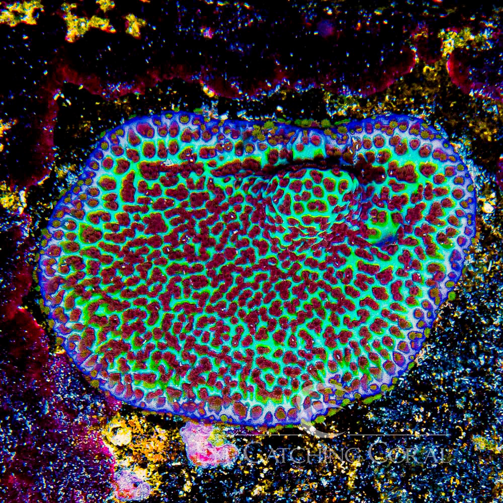 ECC Flower Power Montipora Frag