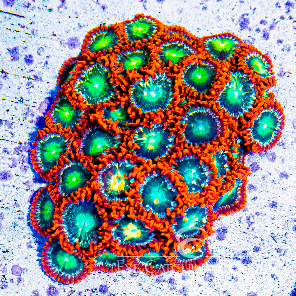 ECC Flame Blast Zoanthid Frag