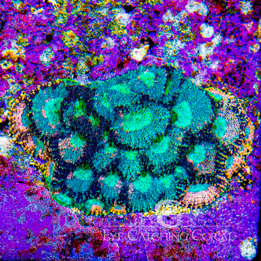 ECC Flamingo Splatter Echinata Frag
