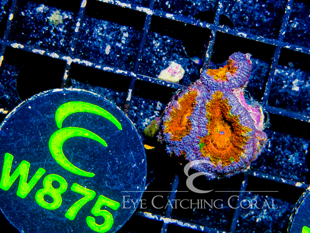 Aussie Acan Lord Rainbow or Super Ultra XXS - Disc W875