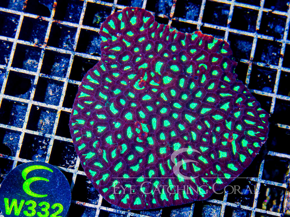 Aussie Favia Ultra or Unique XL - Disc W332