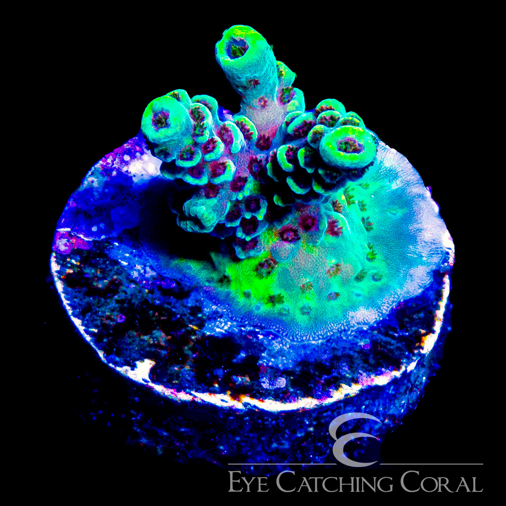 ECC Rainbow Sherbet Acropora Frag