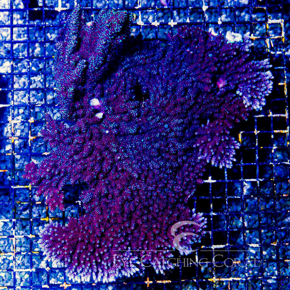 ECC Black Cherry Acropora Frag
