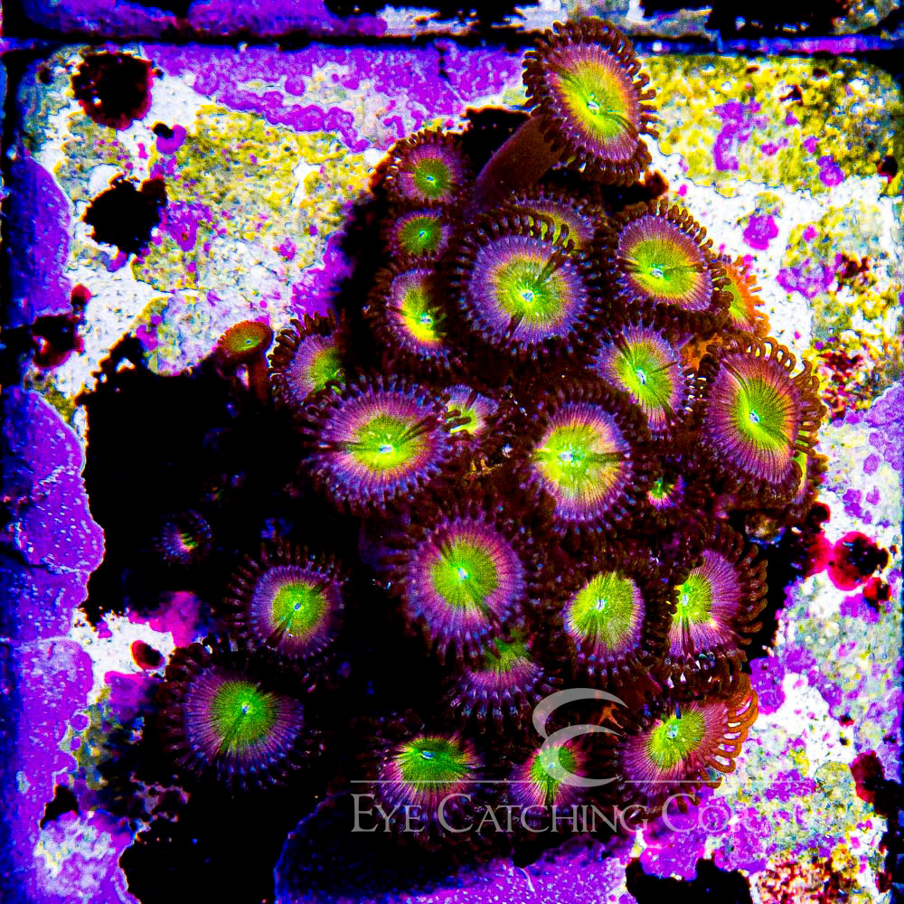 ECC Sunny D Zoanthid Frag