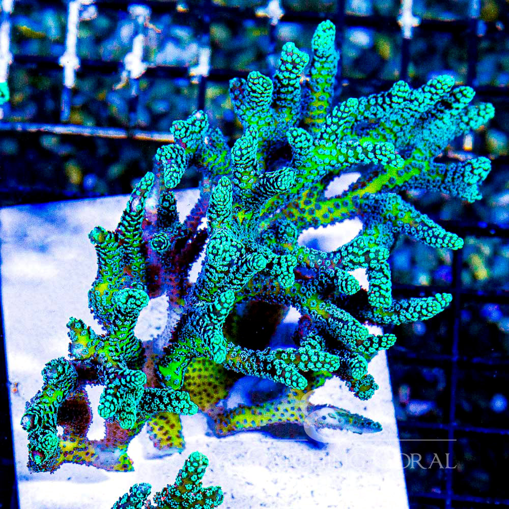 ECC Lemon Lime Birdsnest Frag