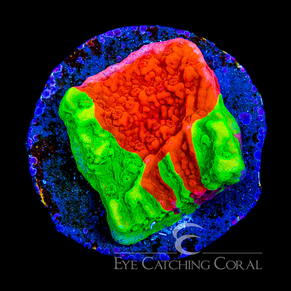 ECC Nuclear Fusion Montipora Frag