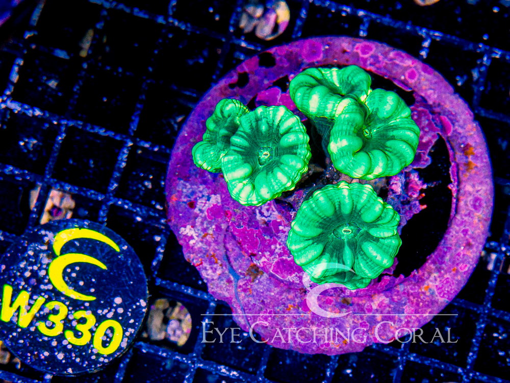 Indo Candy Cane Green Striped S - Disc W330