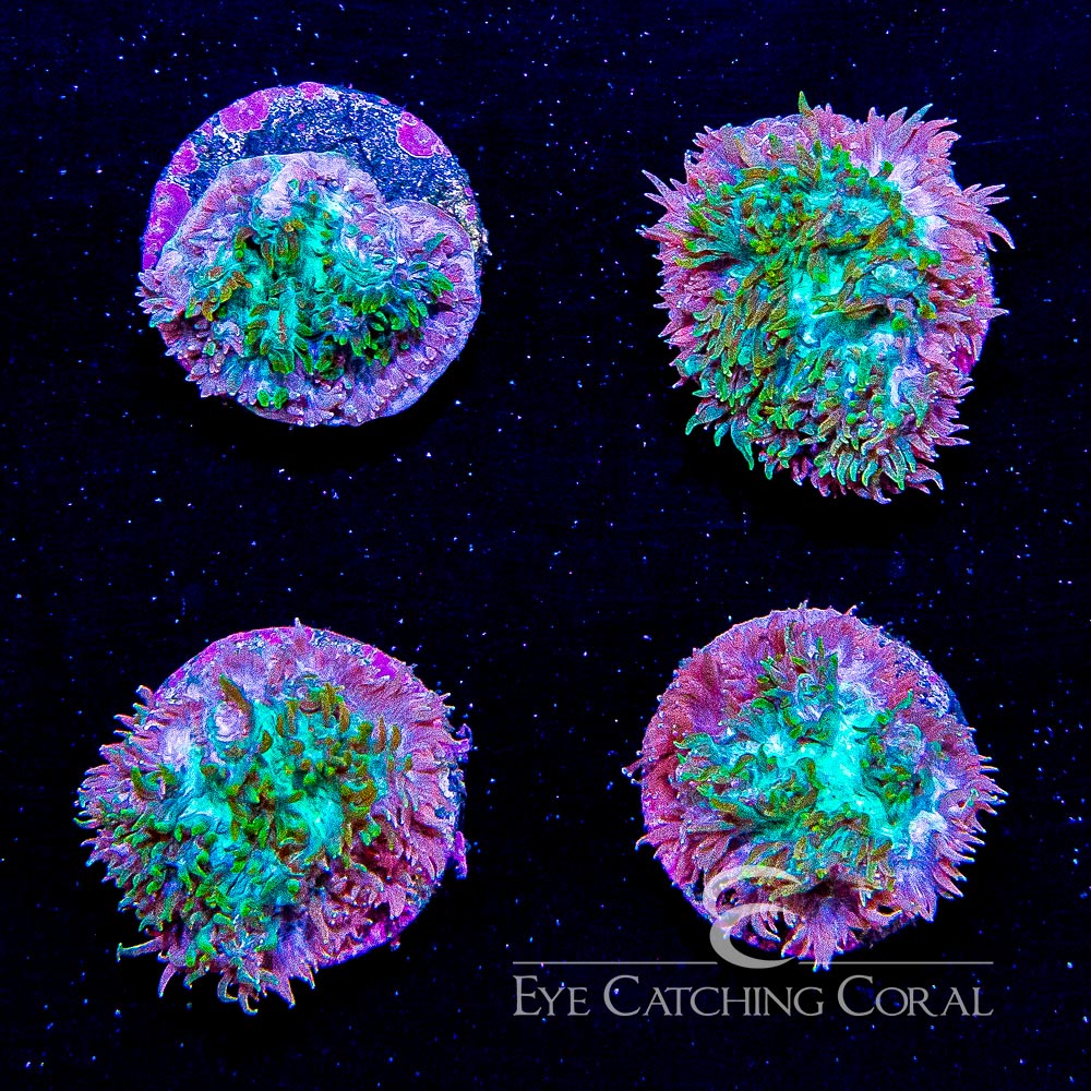 ECC Hybrid Hydnophora Frag
