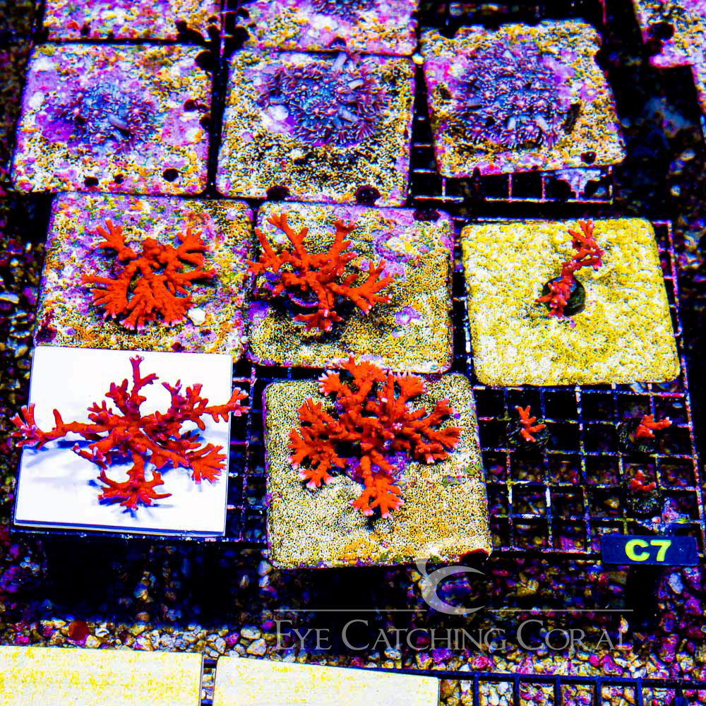 ECC Fire Starter Montipora Frag