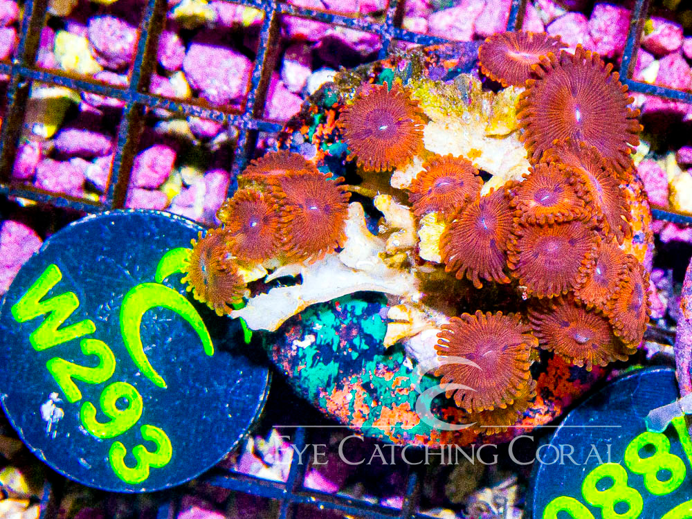 Indo Zoanthid M - Disc W293