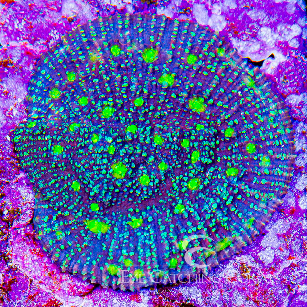 ECC Star Cluster Chalice Frag