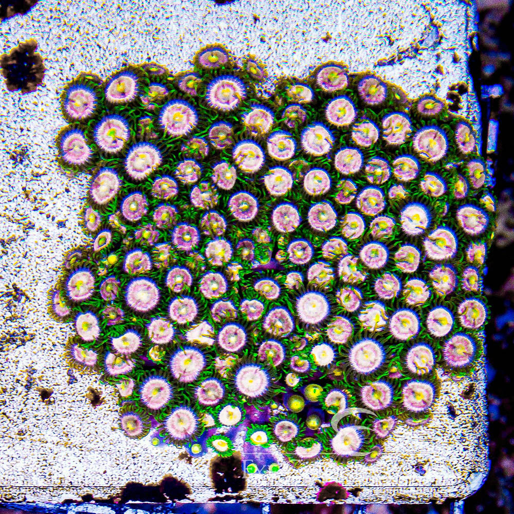 ECC Laser Lemon Zoanthid Frag (4+ Polyp Average)