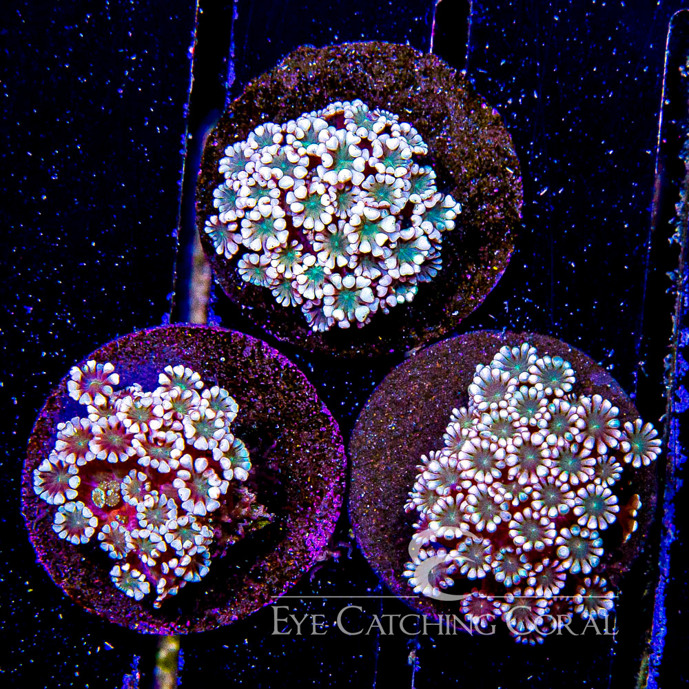 ECC Glowing Fog Alveopora Frag