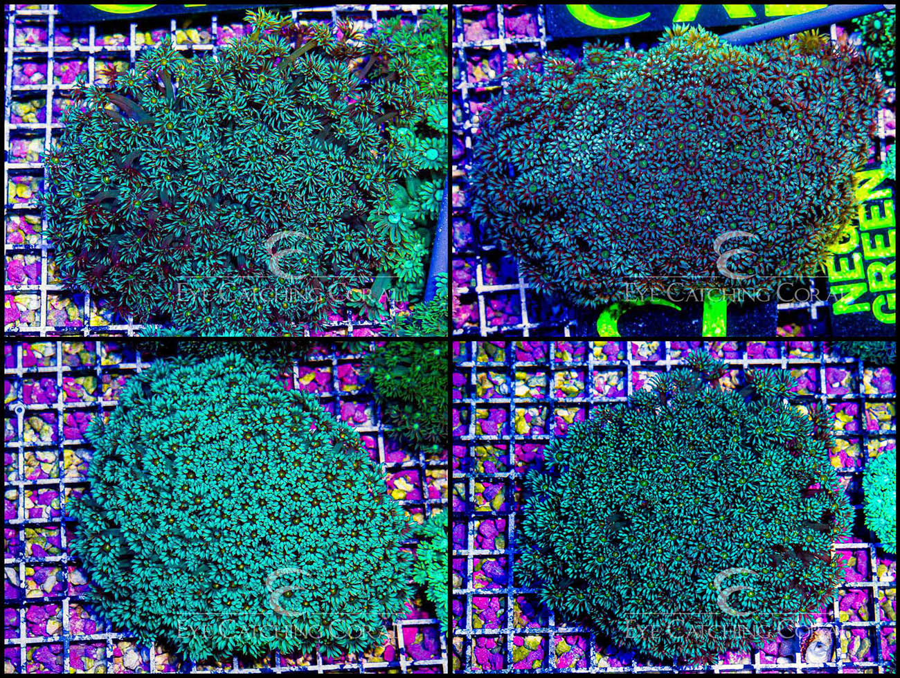 Goniopora Teal