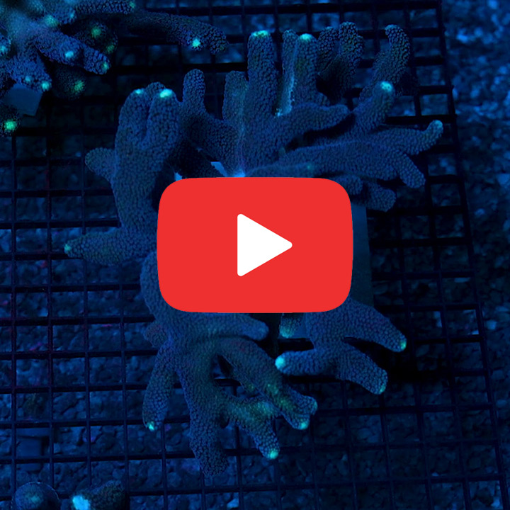 ECC Blue Dream Stylophora Frag