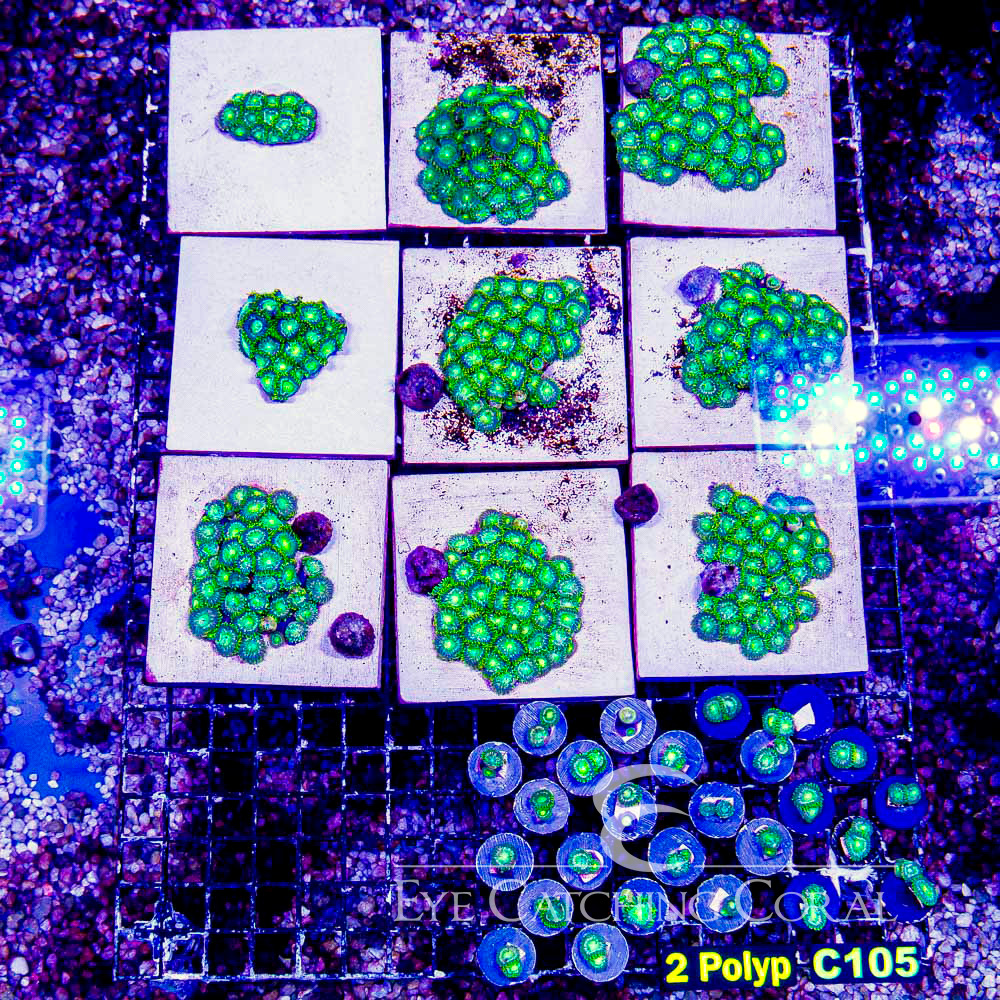 ECC Verdant Grove Zoanthid Frag (Big Polyp Zoa) (2+ Polyp Average)