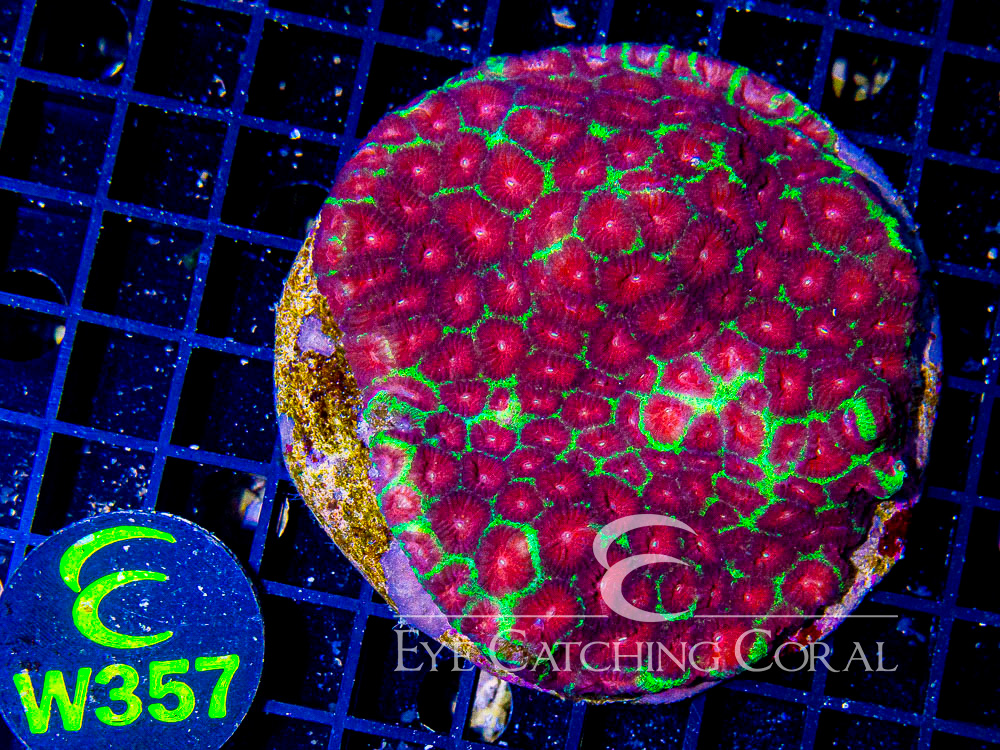 Indo Favia Ultra Hand Picked M- Disc w357