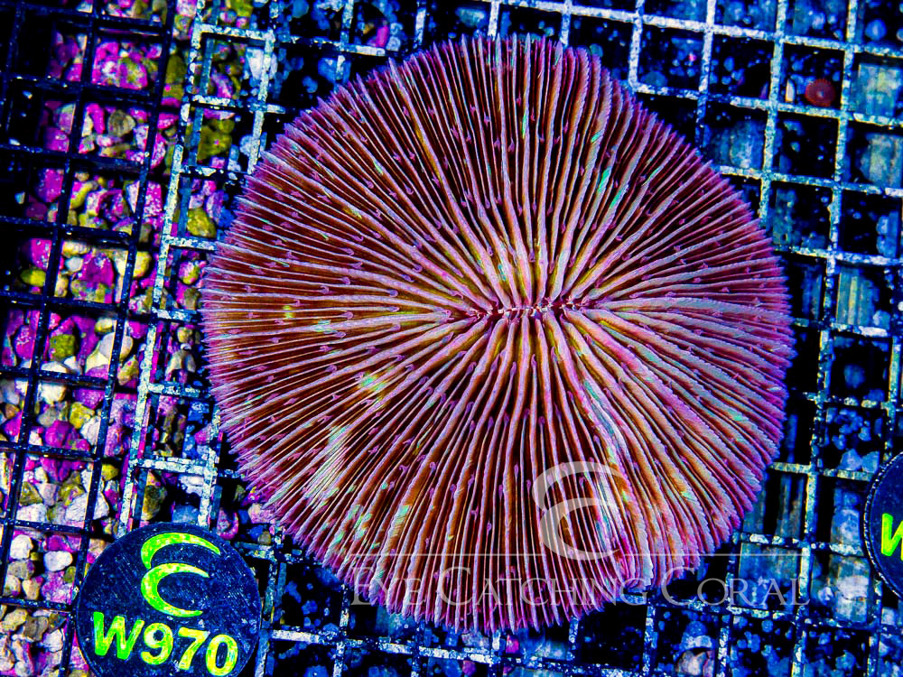 Fiji Fungia Assorted Show - Disc W970