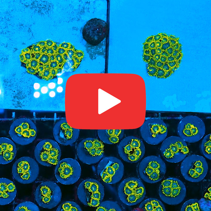 ECC Blueberry Haze Zoanthid Frag (4+ Polyp Average)