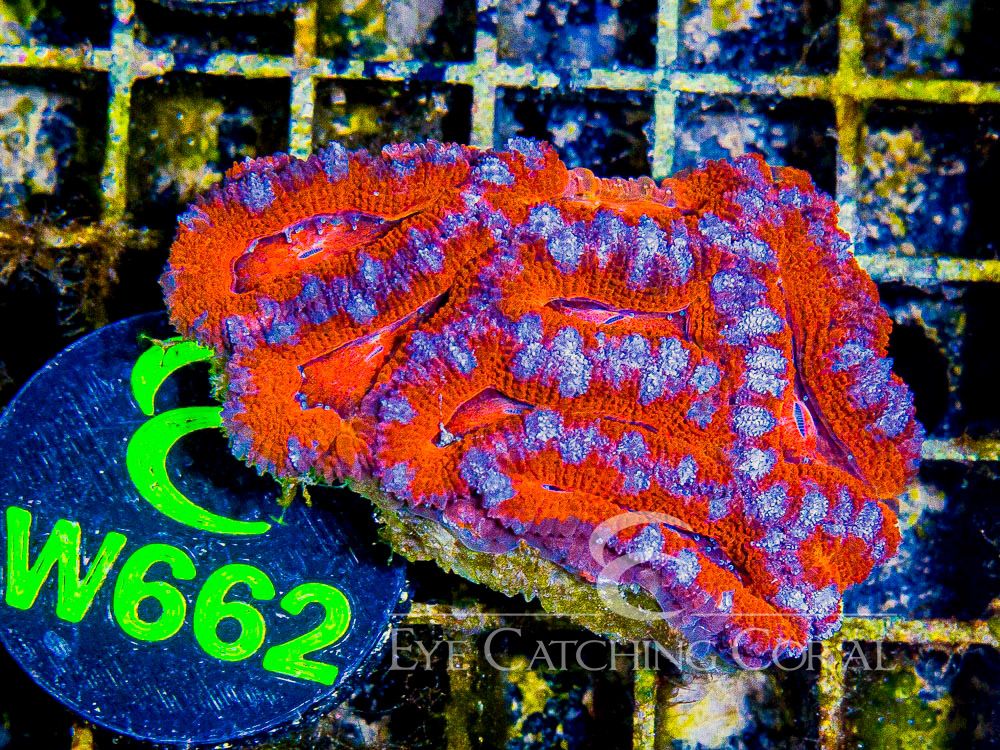 Aussie Acan Lord Rainbow or Super Ultra XS - Disc W662