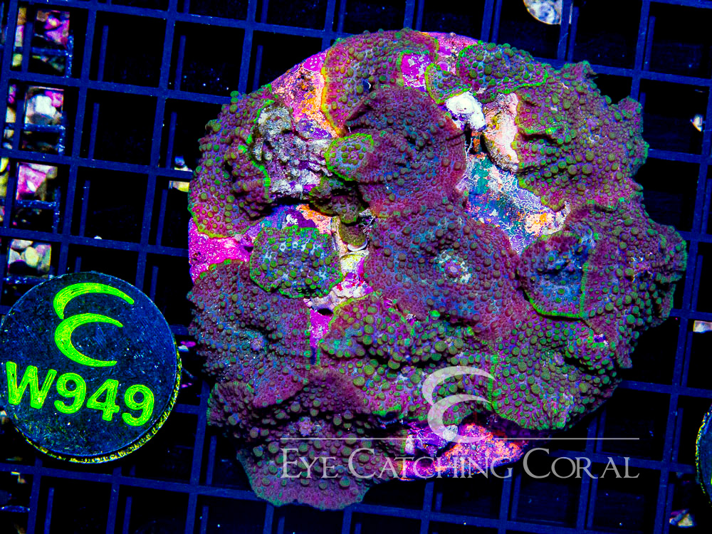 Indo Disco Mushroom Lava Flow XL - Disc W949