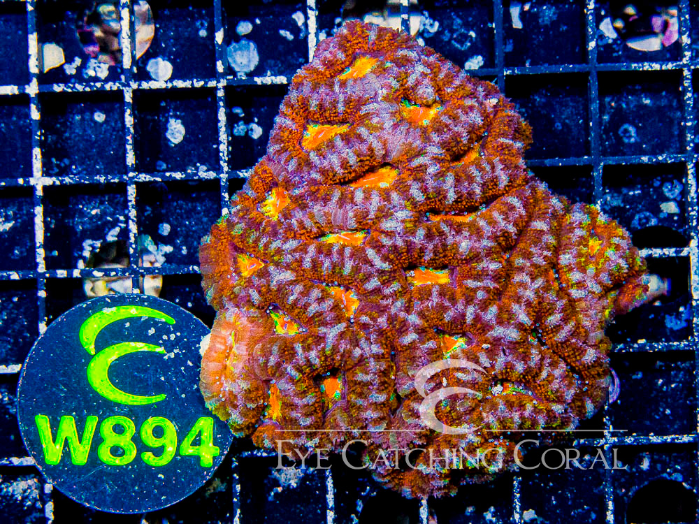 Aussie Acan Lord Rainbow or Super Ultra S - Disc W894