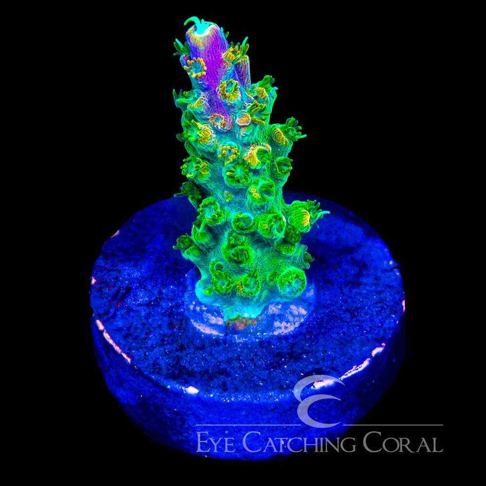 ECC Peach Rings Acropora Frag