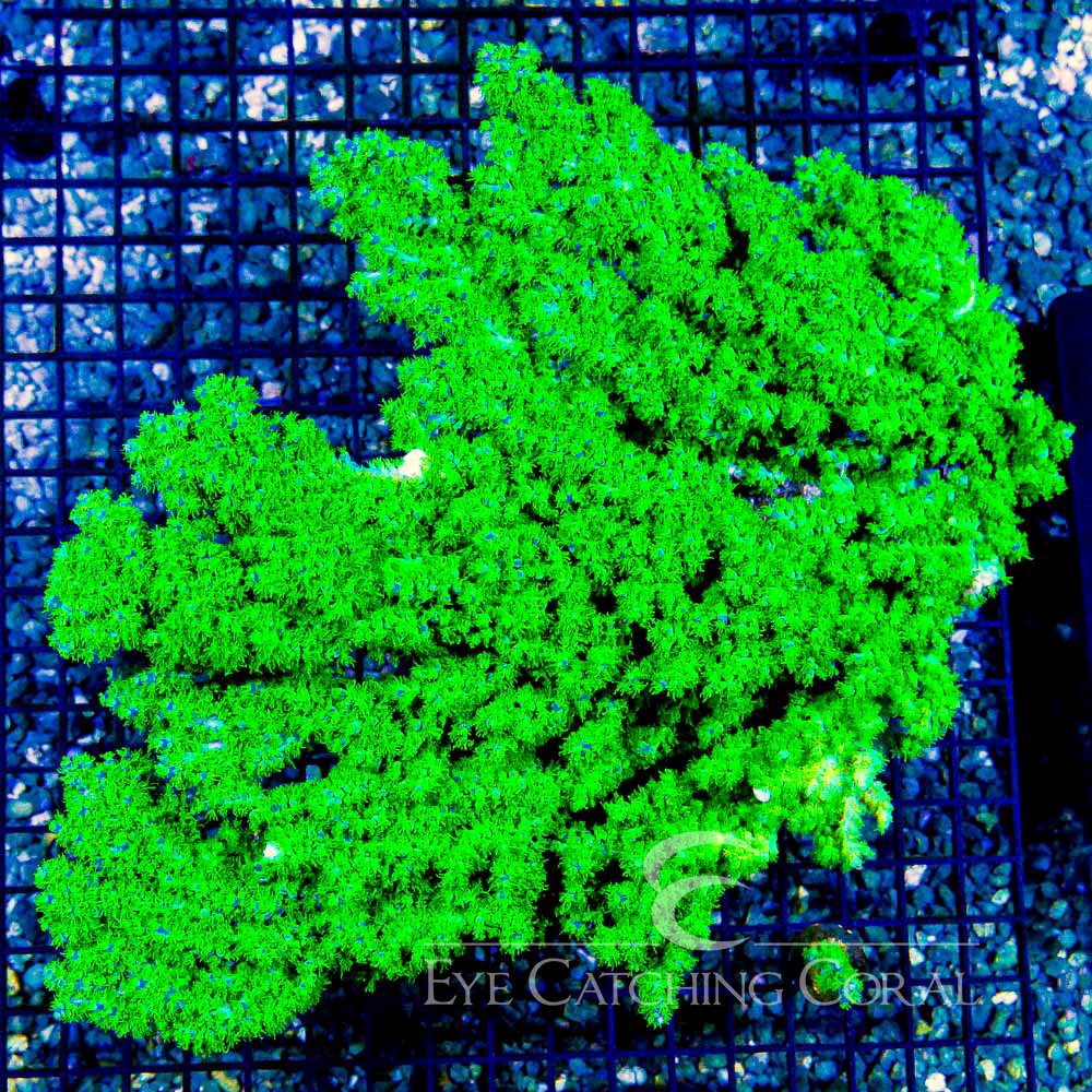 ECC The Fuzz Acropora Frag