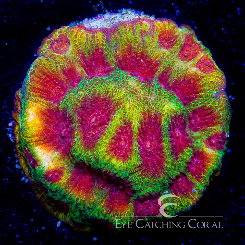 ECC Lemon Fever Favia Frag