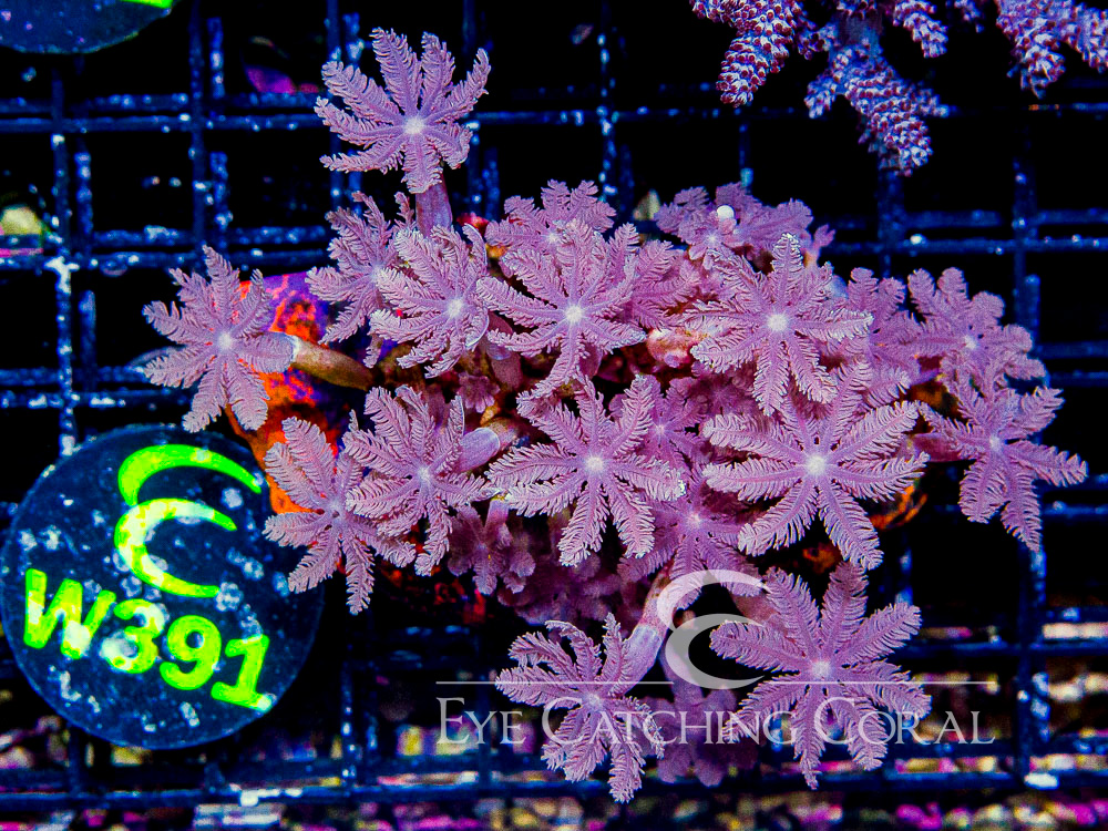 Indo Clove Polyps S - Disc W391
